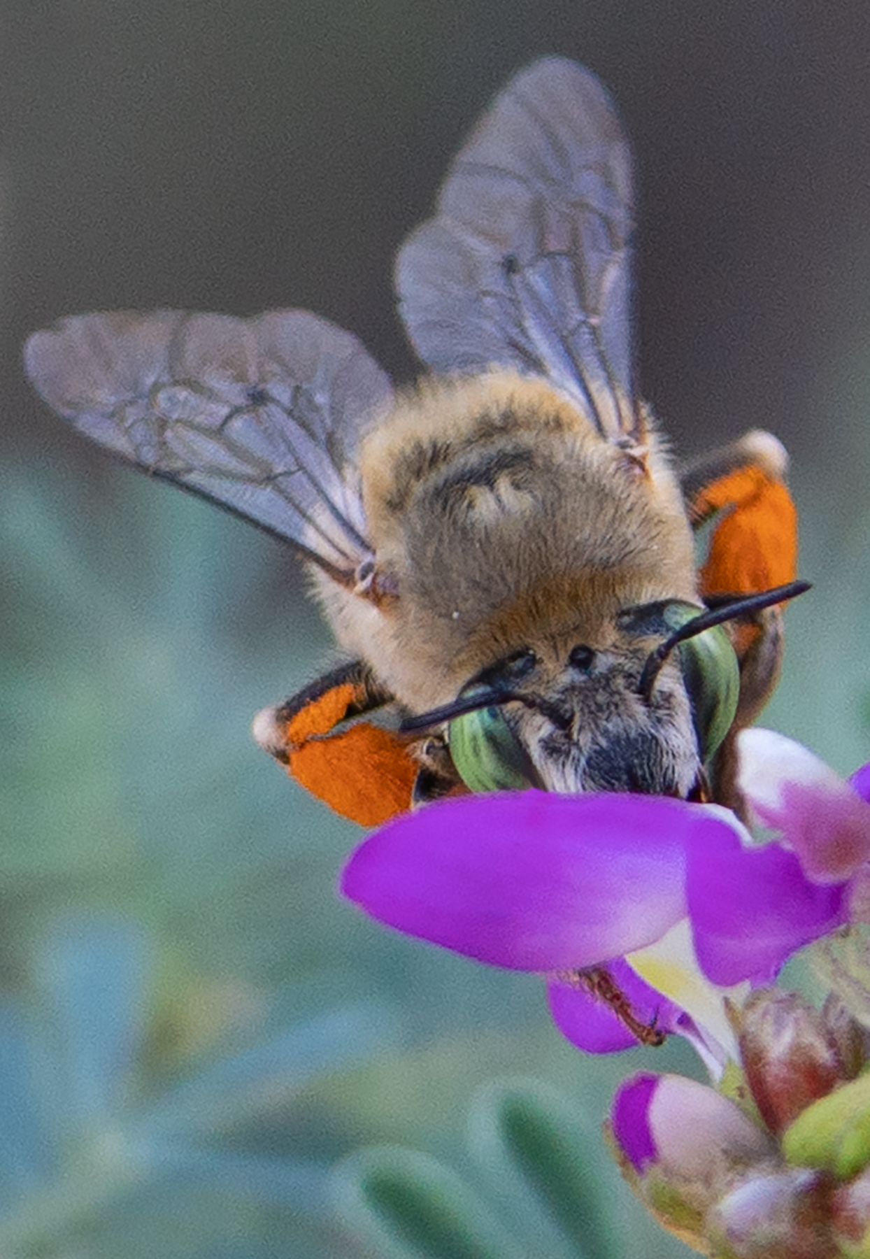 digger bee anthophora black dalea flower