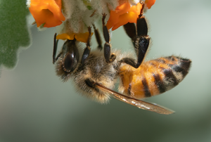 Honey Bee, Woolly Butterfly Bee Bush SP-HB-