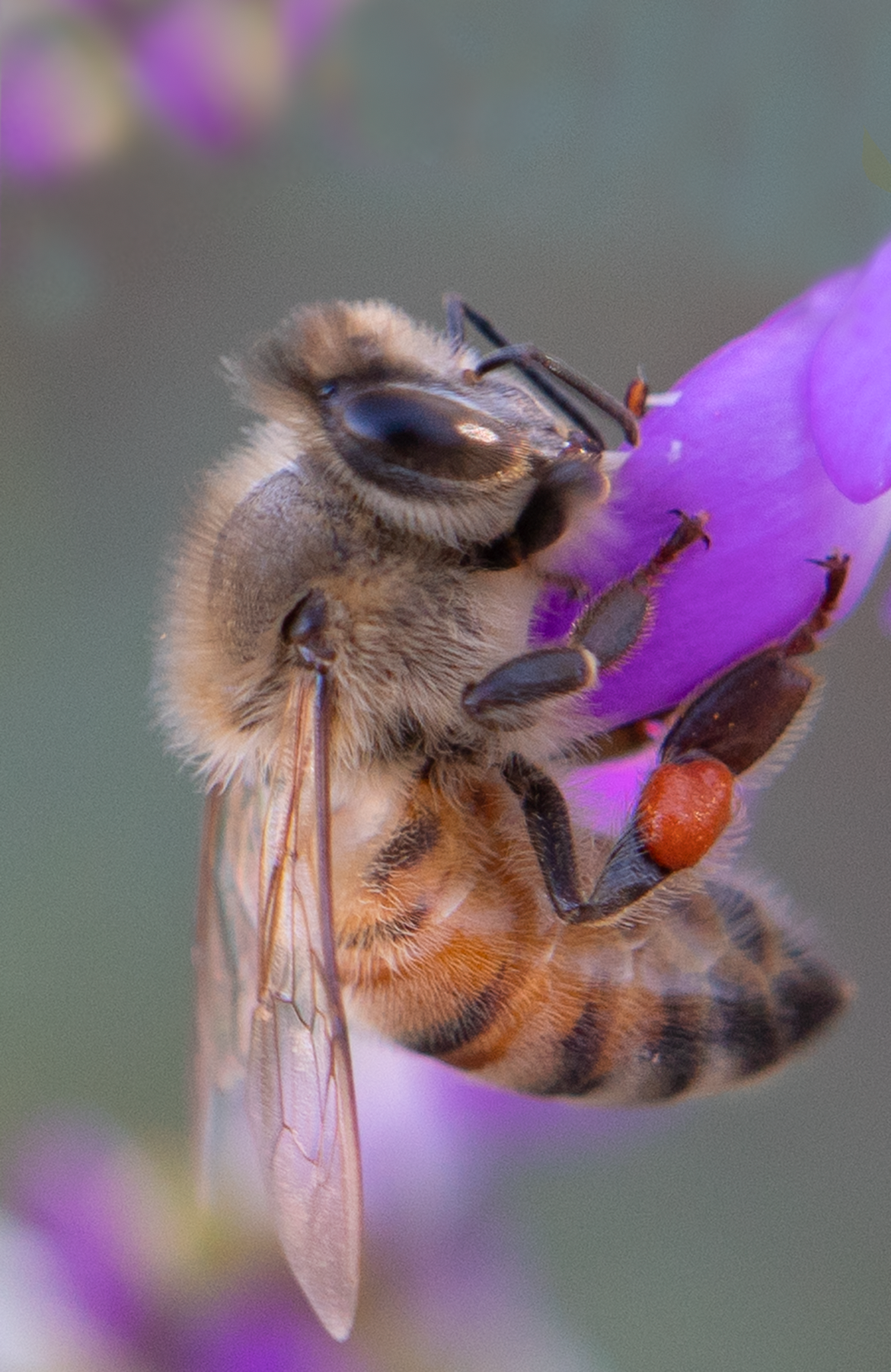 honey bee black dalea flower