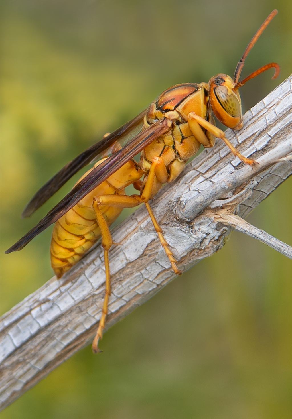 male Polistes flavus desert broom branch