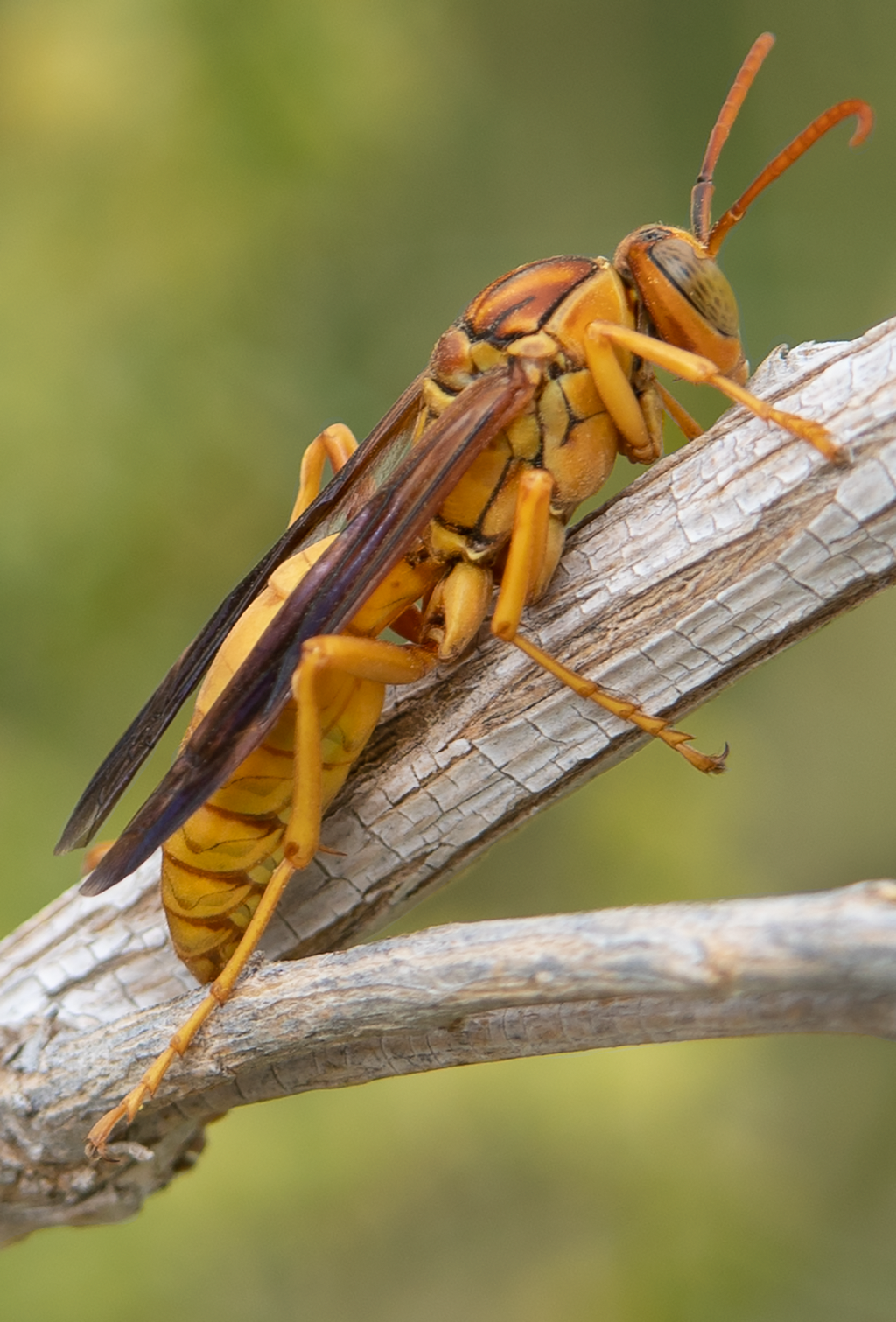 Golden Paper Wasp (male Polistes flavus), Desert Broom SP-W