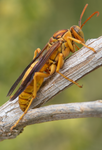 Golden Paper Wasp (male Polistes flavus), Desert Broom SP-W