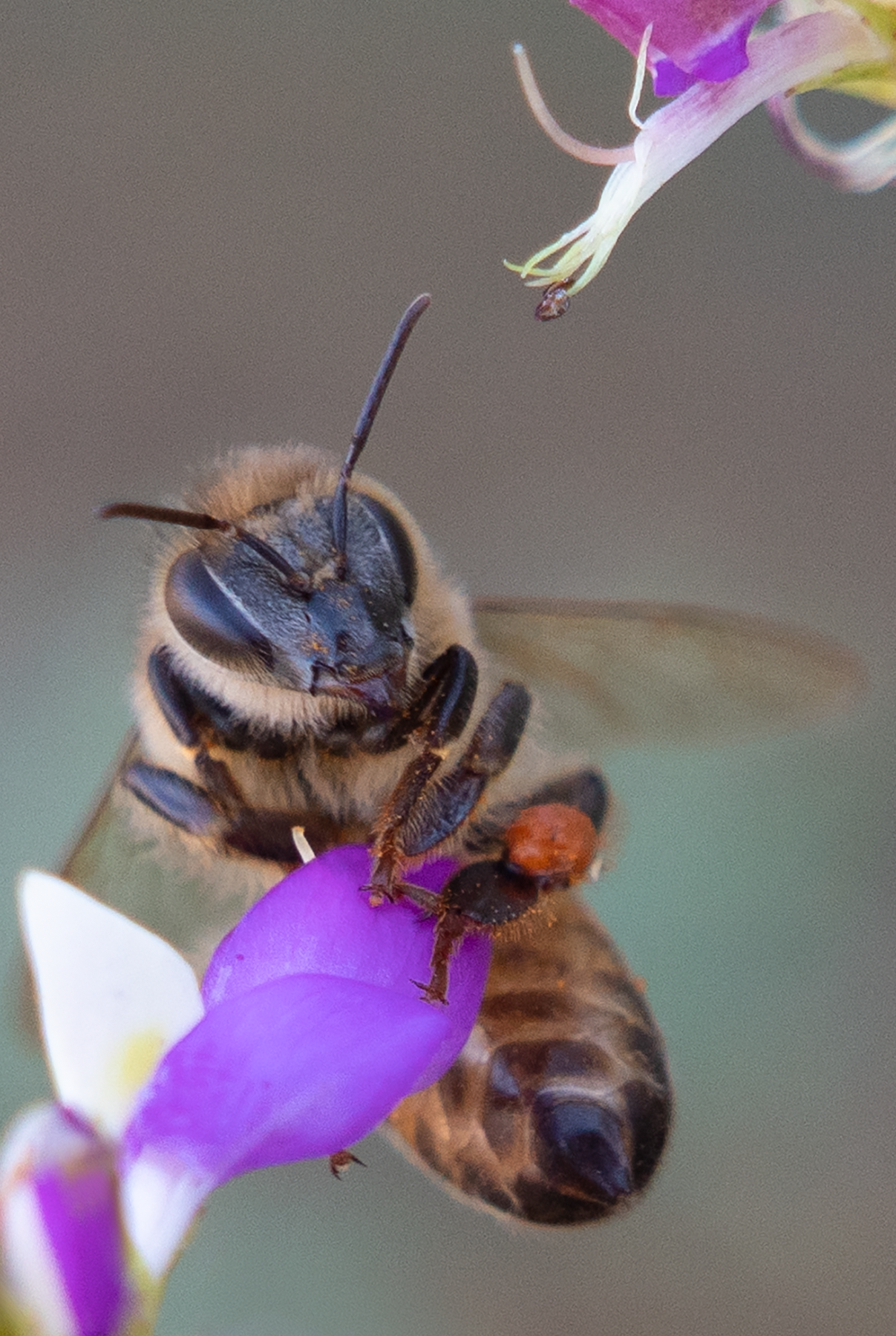 Honey Bee, Black Dalea SP-HB