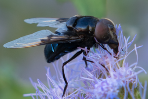 Mexican Cactus Fly, Blue Mistflower SP-F