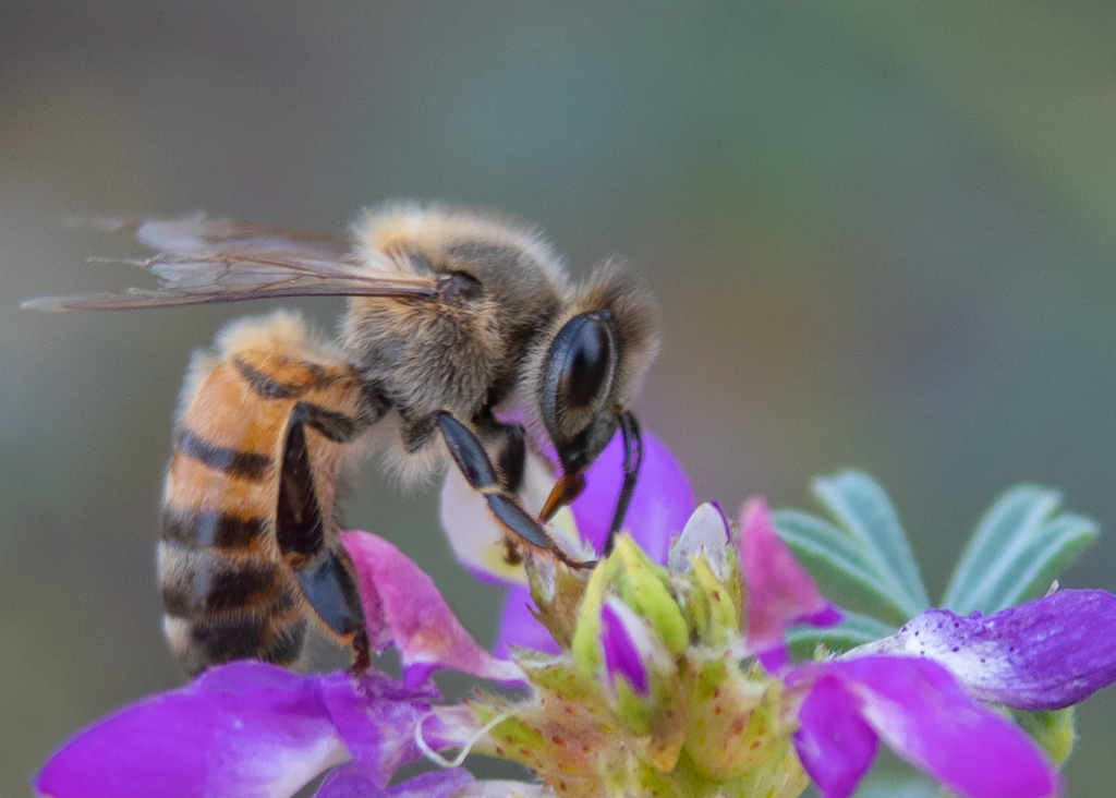 honey bee black dalea flower