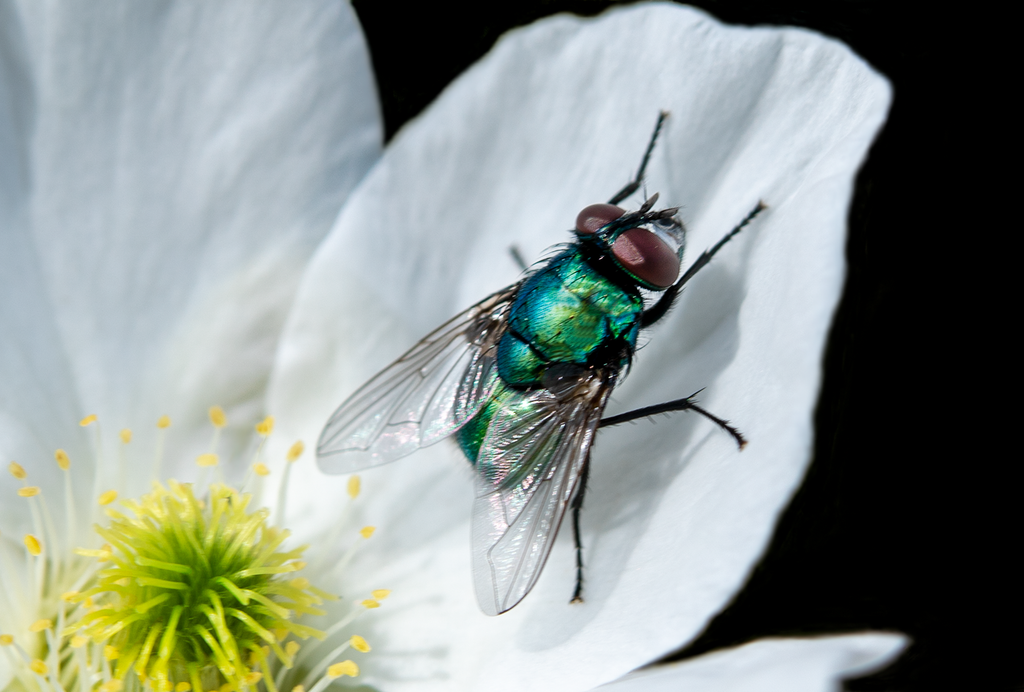 green bottle fly fallugia flower