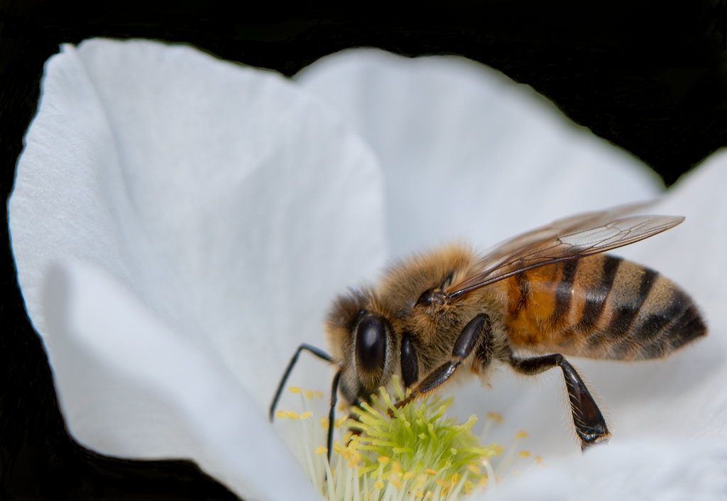 honey bee fallugia flower