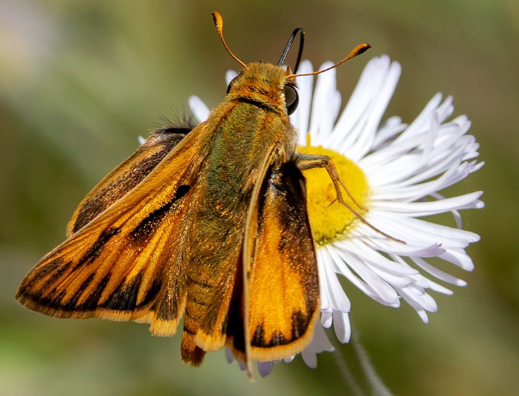 Skipper, Alkali Marsh Aster h-98