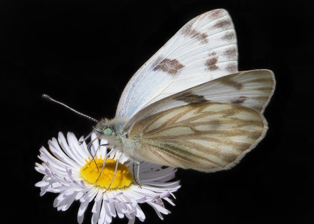 checkered white butterfly alkali marsh aster wildflower