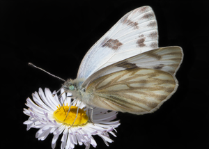 Checkered White Butterfly, Akali Marsh Aster SP-B