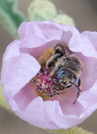 Digger Bee, Globe Mallow SP-NB