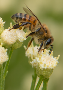 honey bee desert broom flowers