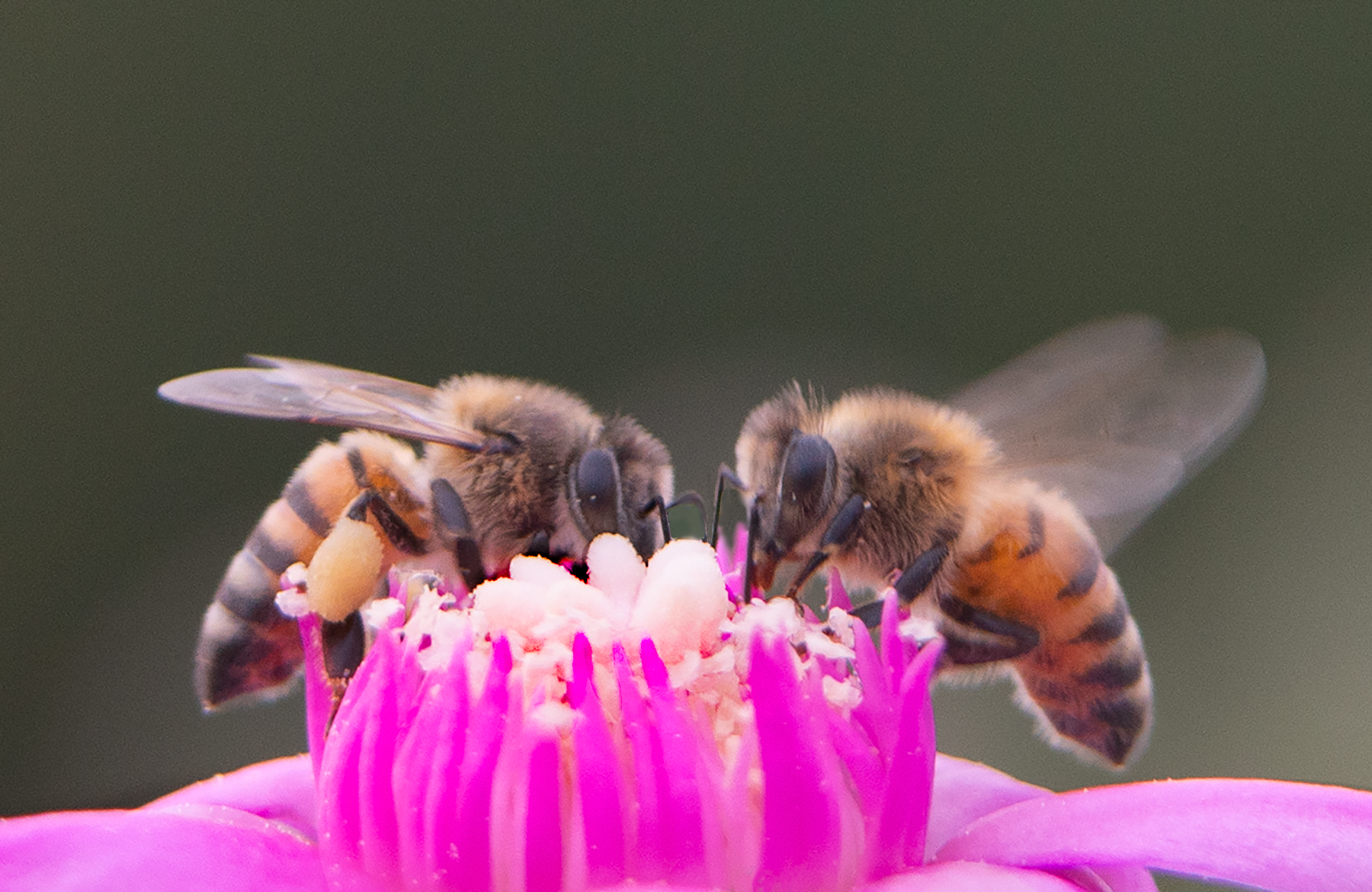 honey bees cholla cactus flower