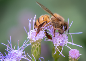 honey bee, blue mistflower, pollinator