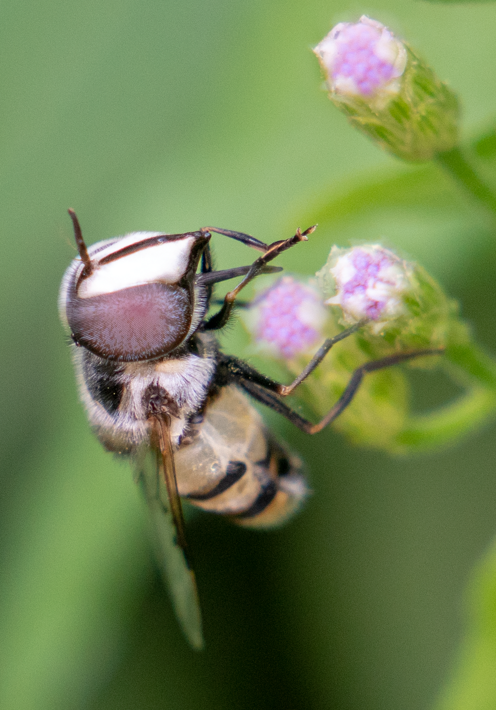 flower fly blue mistflower