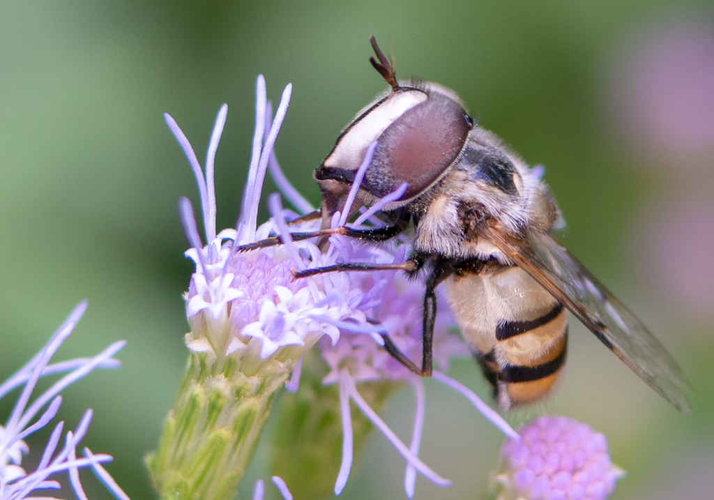 flower fly blue mistflower