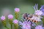 flower fly blue mistflower