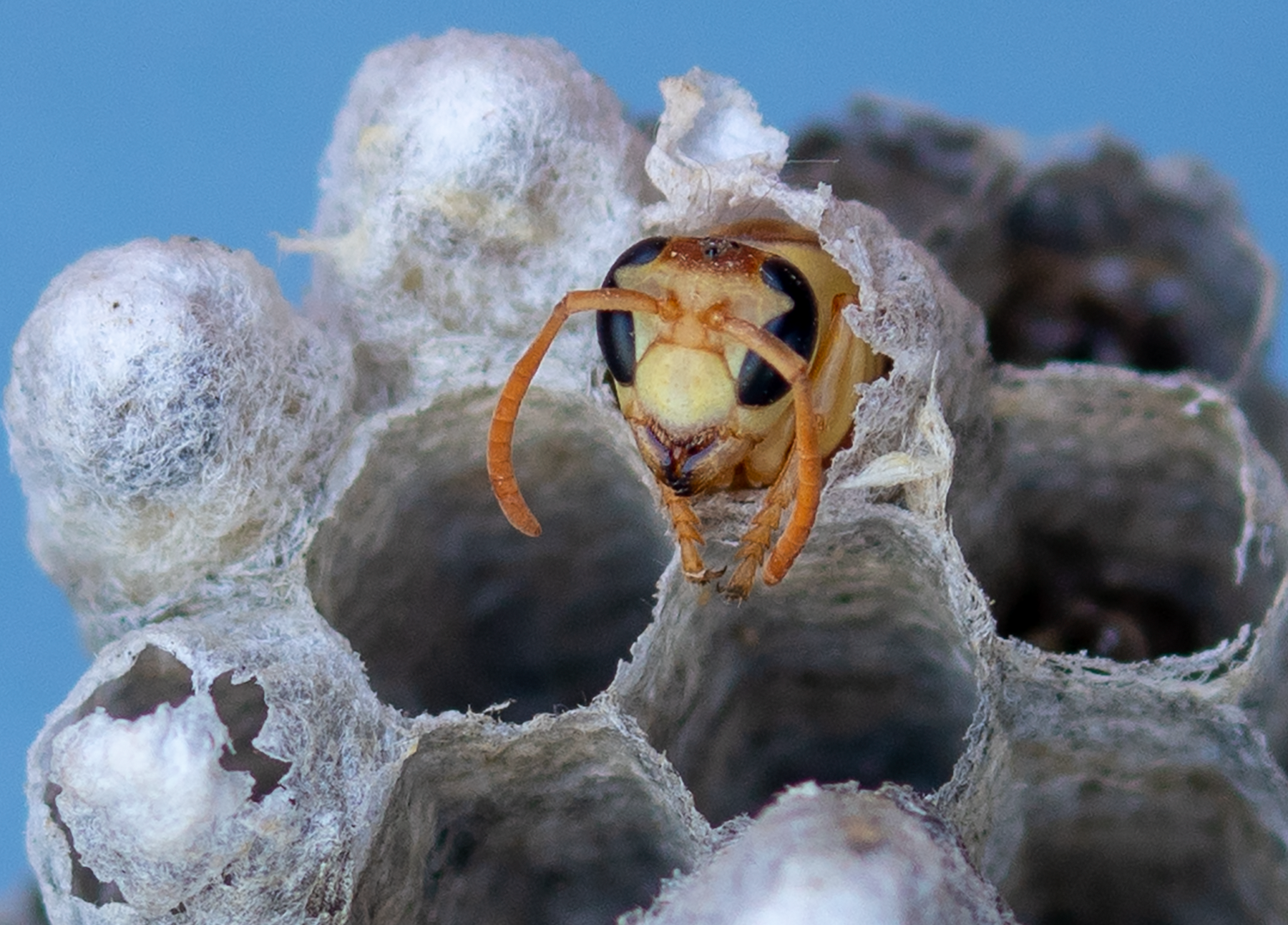 emerging Golden Paper Wasp (female Polistes aurifer) SP-W