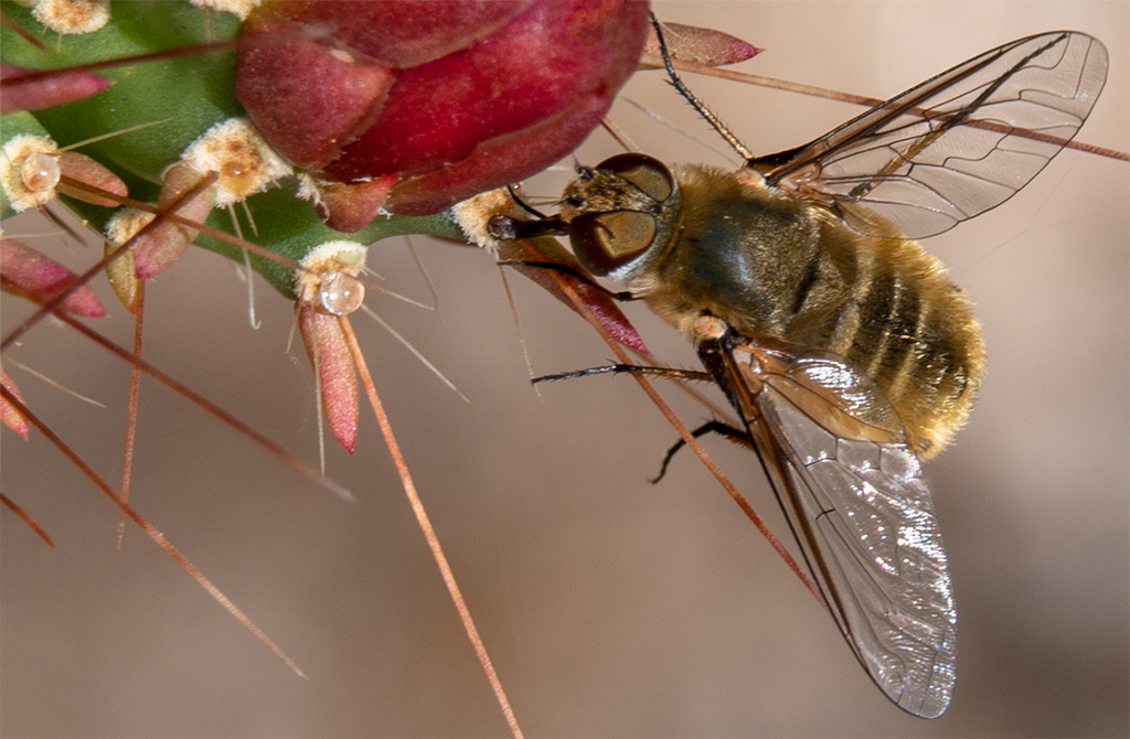 bee fly cholla cactus flower