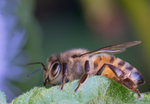 honey bee blue mistflower leaf