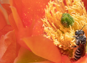 Cactus Woodborer Bee, Prickly Pear SP-NB