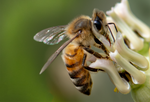 honey bee desert milkweed flower