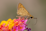 skipper butterfly lantana