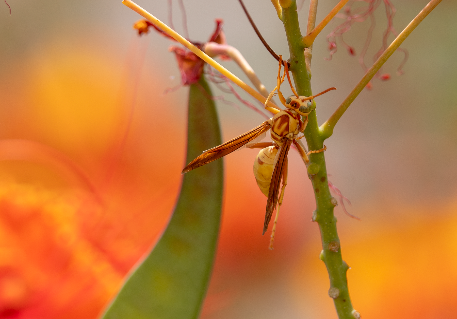 golden paper wasp red bird of paradise flower