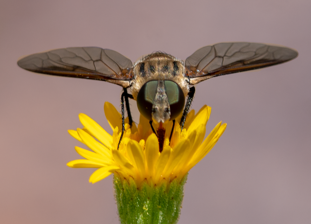 bee fly sow thistle flower