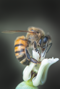 honey bee desert milkweed flower