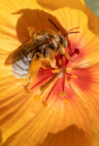 digger bee arizona poppy flower