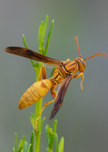 Golden Paper Wasp (male Polistes flavus), Desert Broom