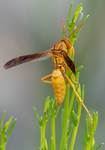 Golden Paper Wasp (male Polistes flavus), Desert Broom SP-W