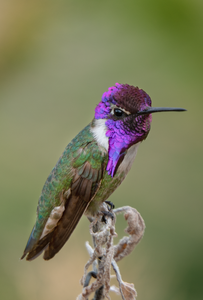 male Costas hummingbird