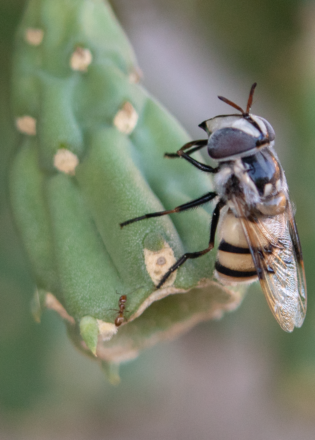 flower fly ant cholla cactus