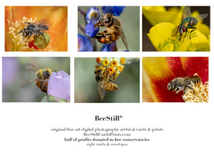 set of 6 archival cards: Cactus Woodborer Bees, Honey Bees & Green Bottle Fly s-09