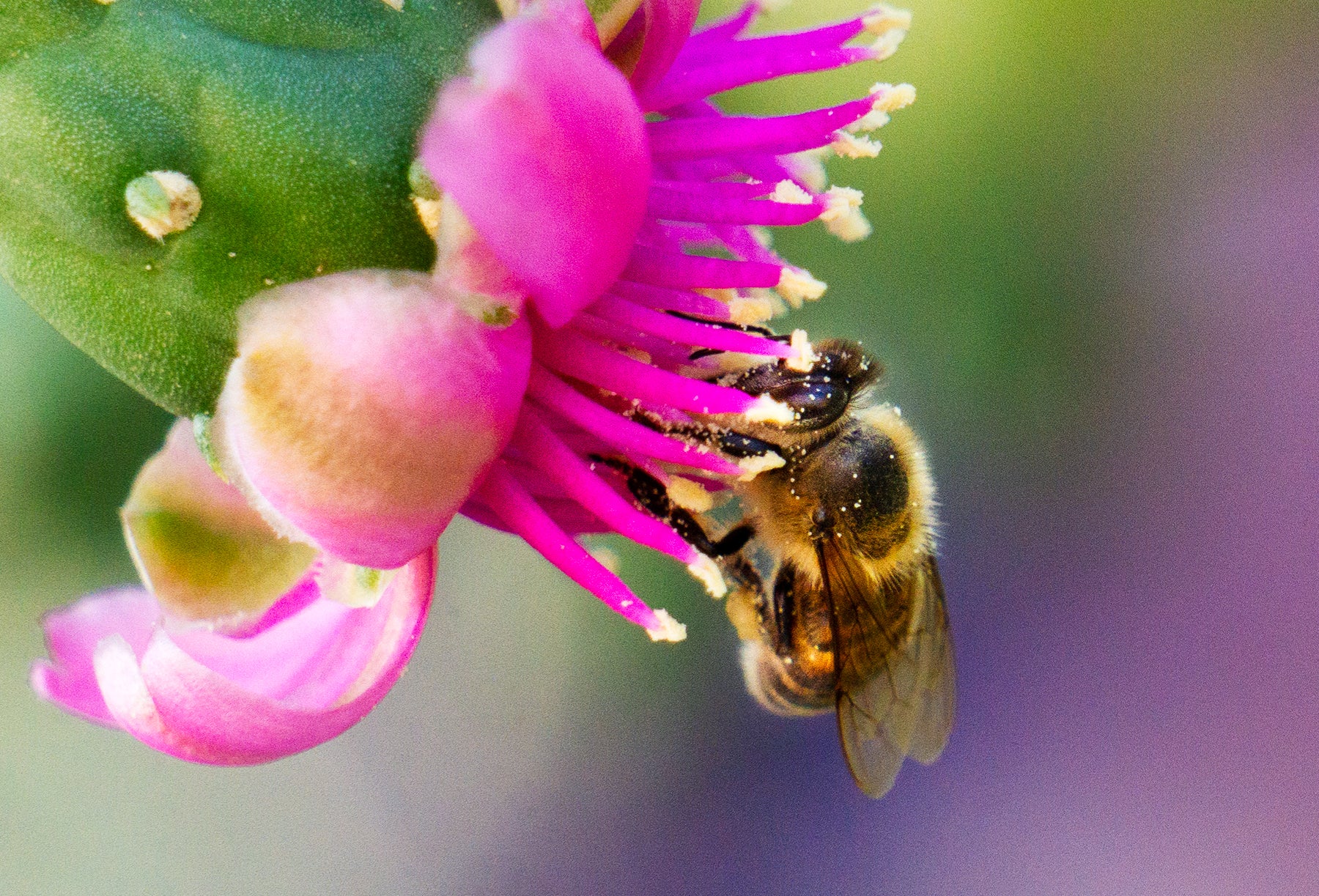 Honey Bee, Cholla h-15