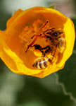 Honey Bee, Globe Mallow v-08