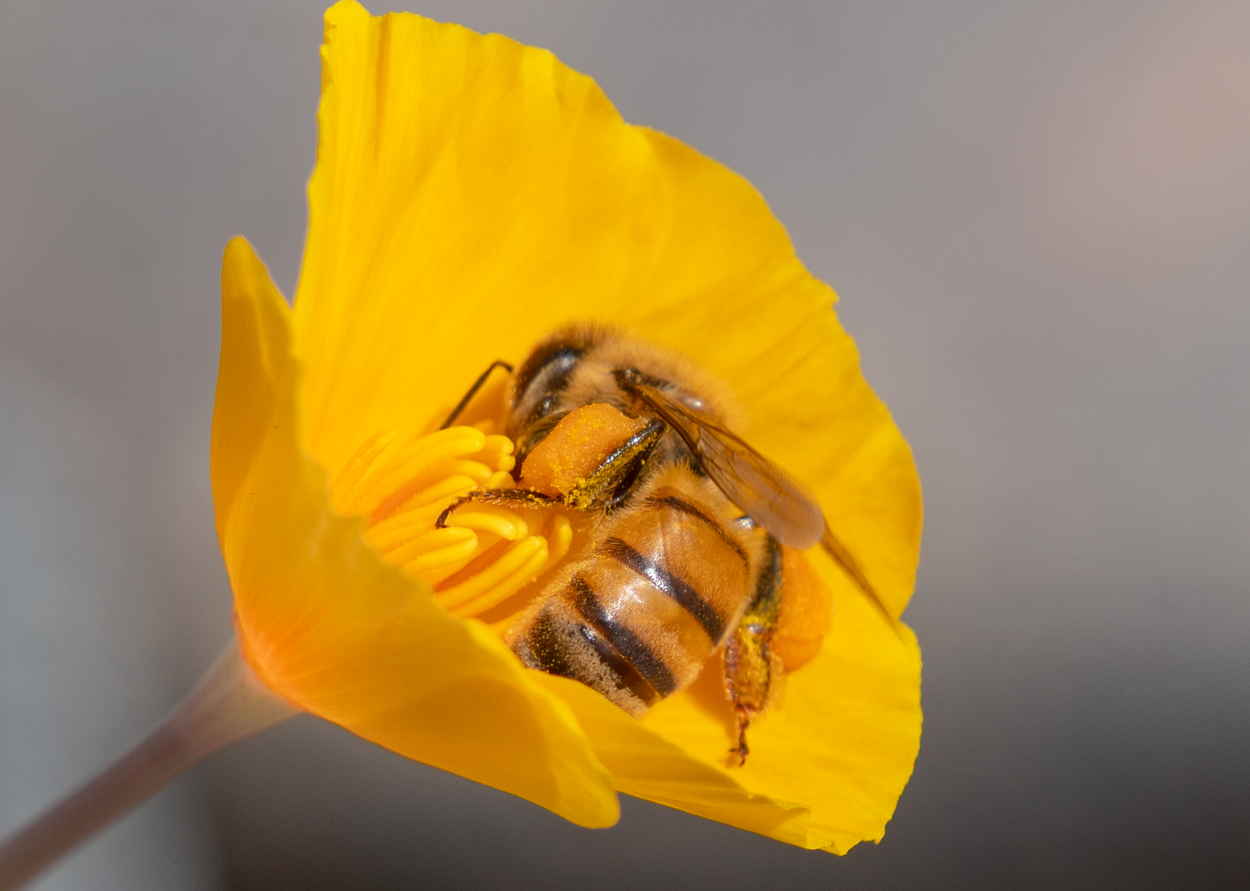 honey bee mexican gold poppy flower