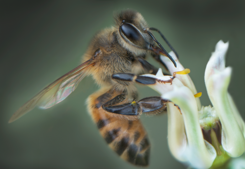 honey bee desert milkweed flower