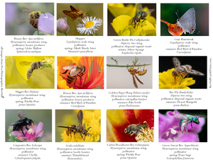 Pollinators IM-13