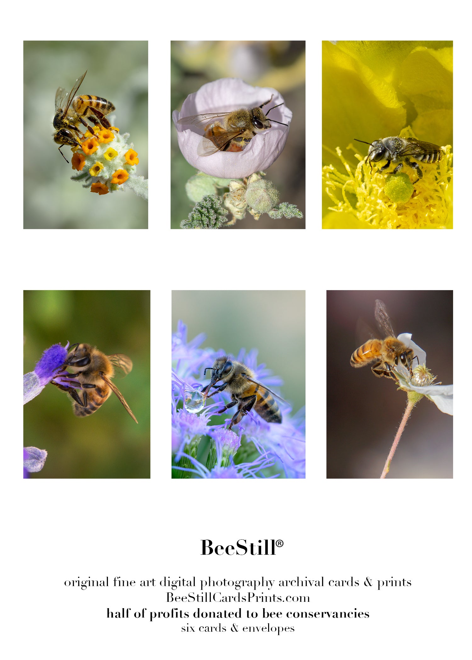 set of 6 archival cards: Honey Bees & Cactus Woodborer Bee s-02