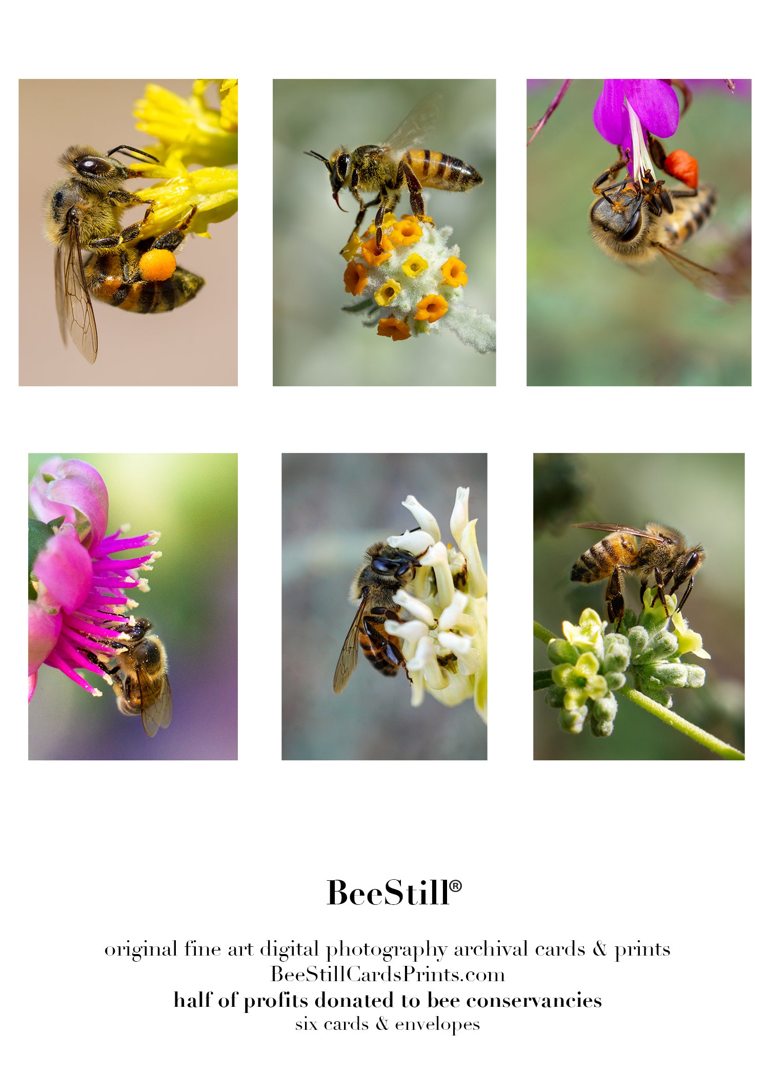set of 6 archival cards: Honey Bees s-04