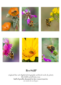 set of 6 archival cards: Honey Bees s-06
