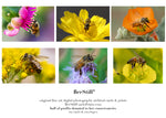 set of 6 archival cards: Honey Bees & Flower Fly s-07