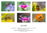 set of 6 archival cards: Honey Bees, Flower Fly, Digger Bee s-01